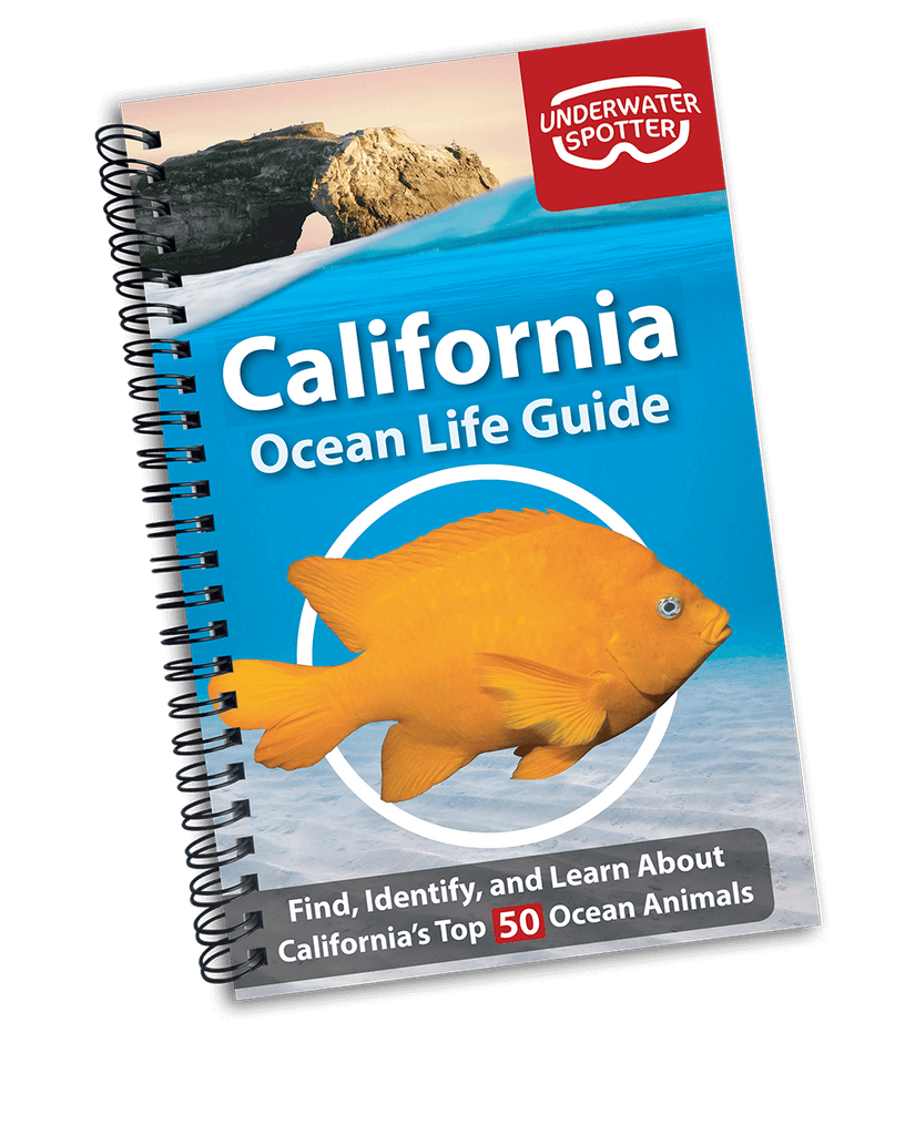 Underwater Spotter Interactive Fish ID Guides