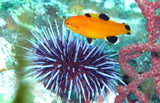 PADI AWARE Fish ID Class