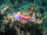 PADI AWARE Fish ID Class