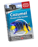 Underwater Spotter Interactive Fish ID Guides