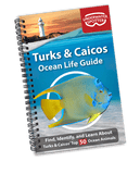 Underwater Spotter Interactive Fish ID Guides